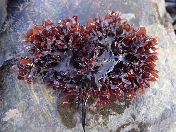 Nutritional Benefits of Irish Sea Moss